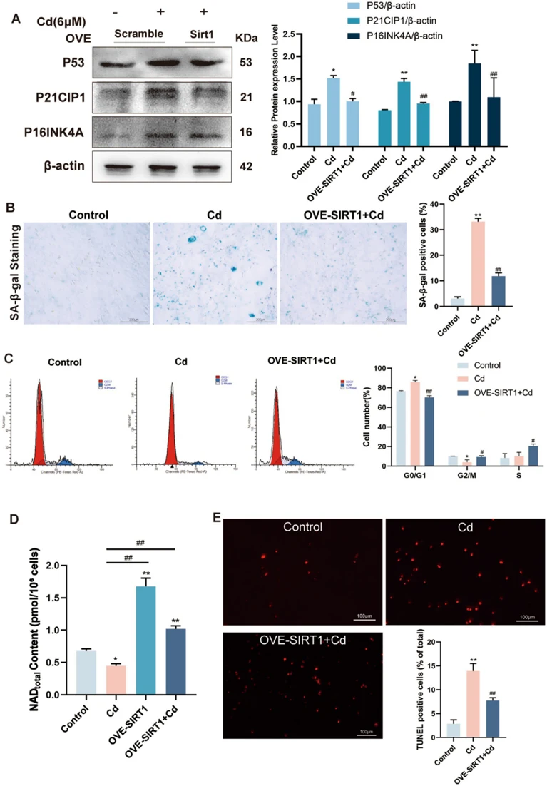 SIRT1 overexpression mitigates cd-induced senescence and DNA damage.