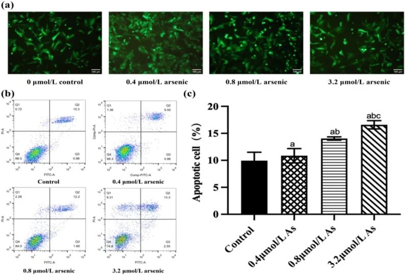 (a) Arsenic exposure on morphological changes of thyroid cells (scale bar = 100 μm). (b) Flow cytometry analysis indicates that arsenic exposure induced apoptosis changes in cells. (c) The quantitative results of the cell apoptosis assays.