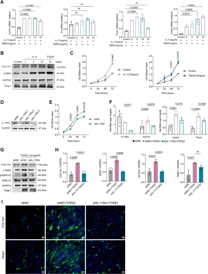 IL-11 induces PRTF proliferation and transformation into myofibroblast cells.