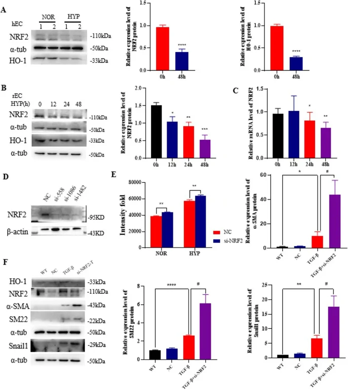 The effect of NRF2 on EndMT in rPAEC.