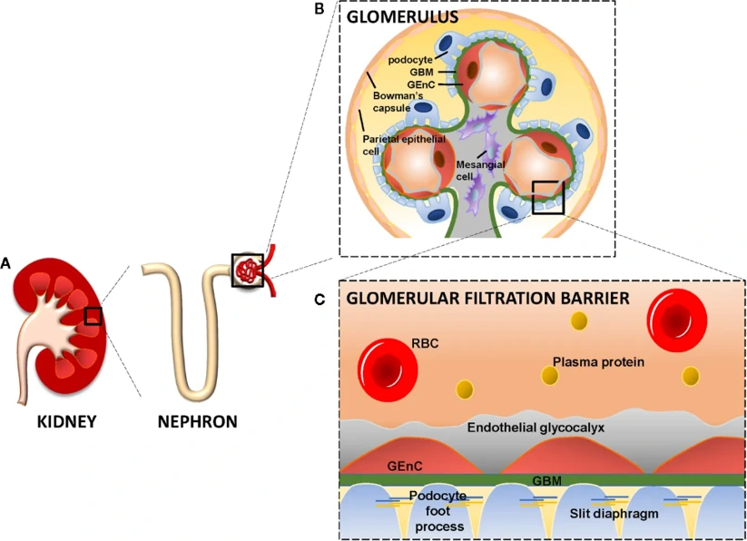 The kidney, glomerulus, and the glomerular filtration barrier.