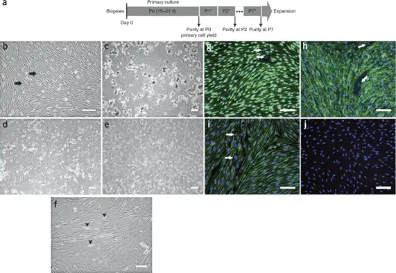 Experimental design, the growth of primary Schwann cells in culture medium with or without D-valine and identification of Schwann cells.