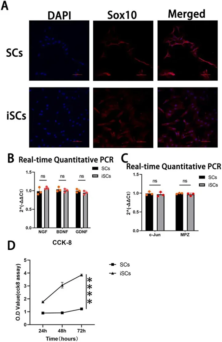 Comparison of primary SCs and iSCs.