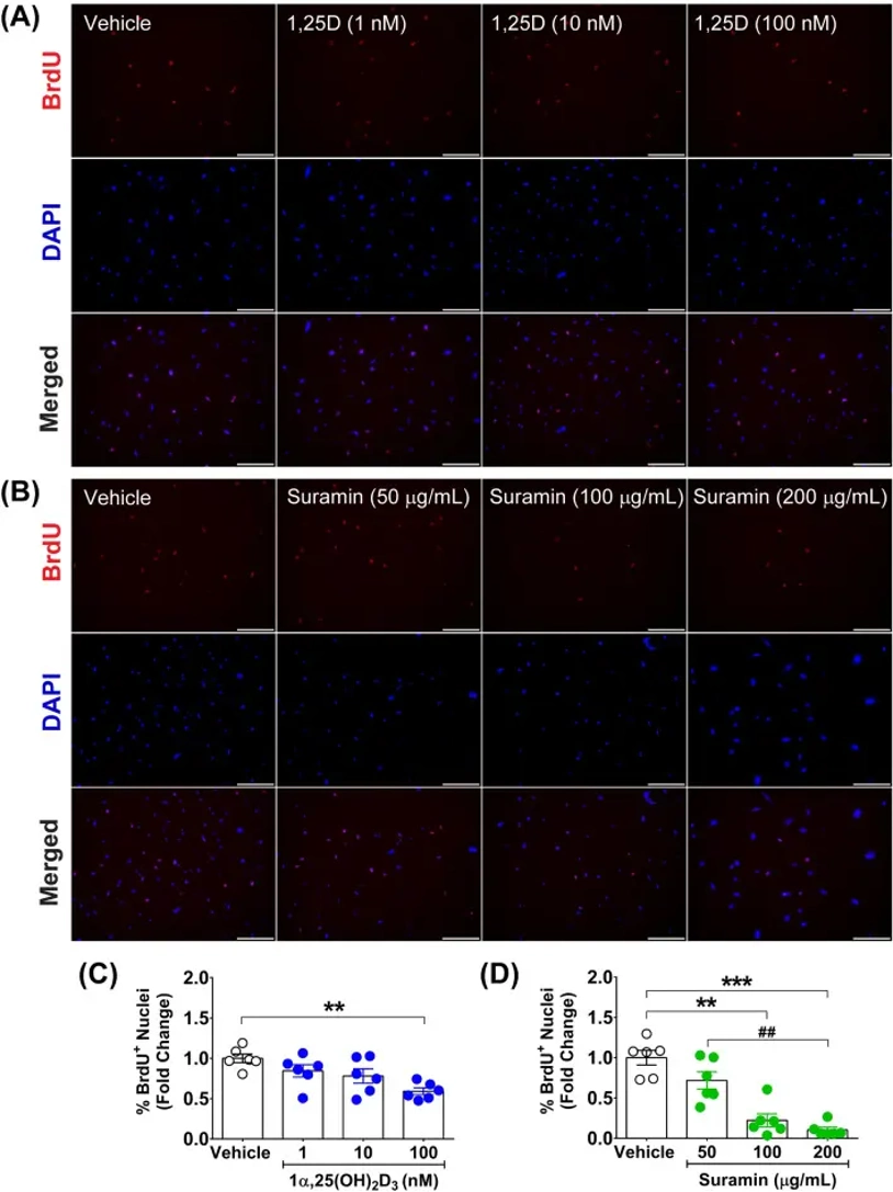 Antiproliferative effect of calcitriol and suramin on primary fibroblasts.