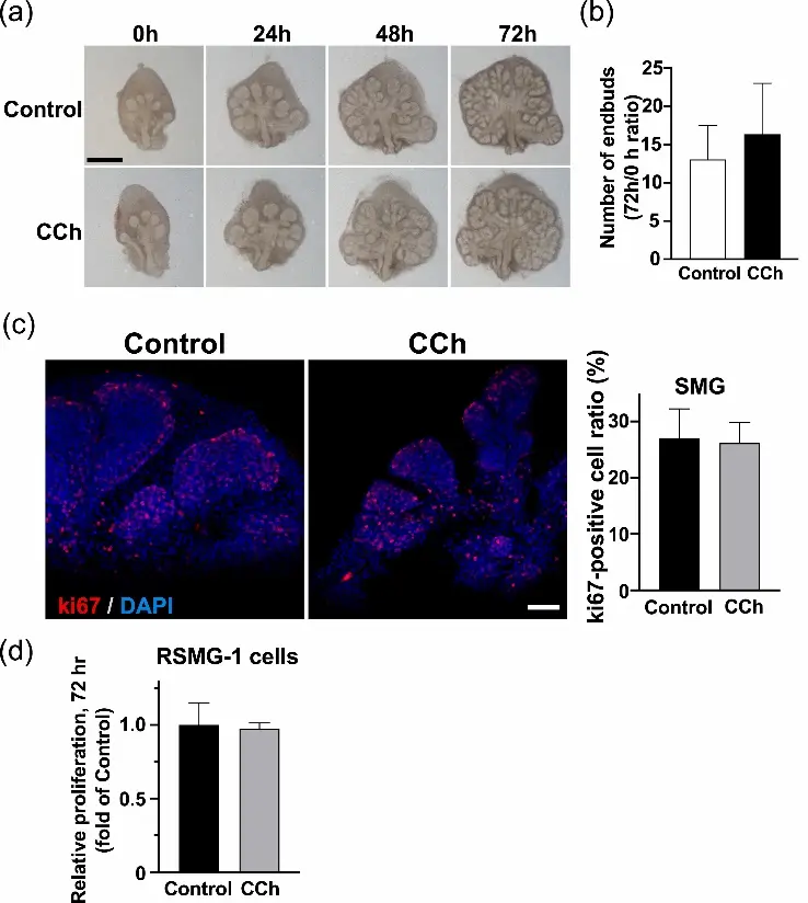 CCh does not affect SMG morphogenesis or cell proliferation.