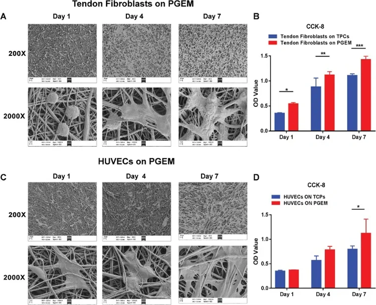 A, C) Adhesion and migration of rat tendon fibroblasts and HUEVCs on PGEM were observed by SEM at 1, 4, and 7 incubation days. B) CCK-8 assay results for the proliferation of rat tendon fibroblasts cultured on the TCPs or the PGEM. D) CCK-8 assay result for the proliferation of HUEVCs cultured on the TCPs or the PGEM.
