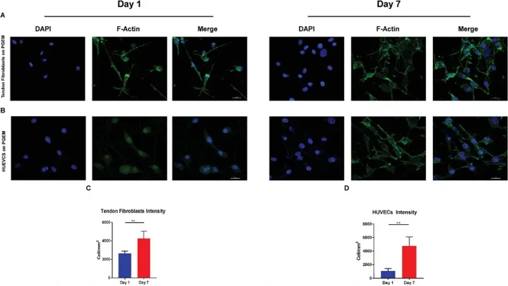 A, B) The cytoskeleton morphology and viability of rat tendon fibroblasts and HUEVCs on PGEM were evaluated by confocal laser scanning microscope observation at days 1 and 7. Nuclei were stained by DAPI (blue). F-Actin was stained by green. C, D) Cell density quantification.