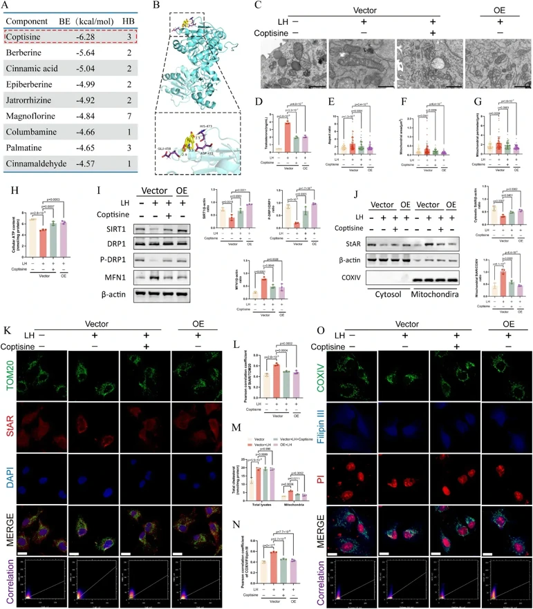 Coptisine, a component of JTW, inhibits steroidogenesis in theca cells by regulating StAR-mediated mitochondrial cholesterol import via SIRT1 upregulation.