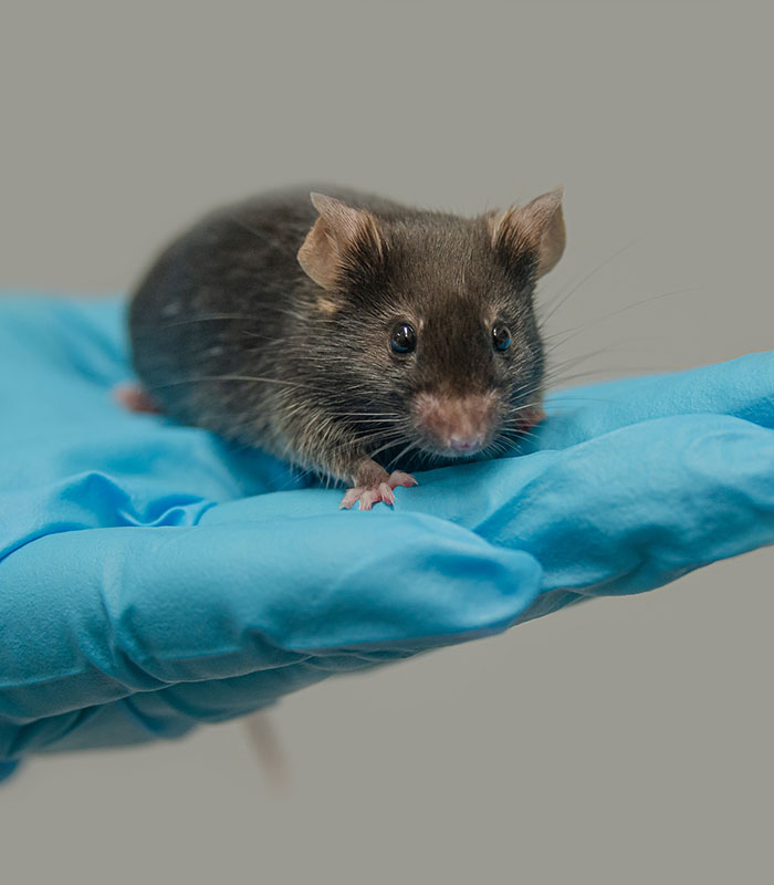 Rat Tumor Cells