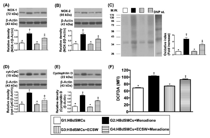 ECSW therapy protected the rat bladder smooth muscle cells (RBdSMCs) against oxidative stress and mitochondrial damage.