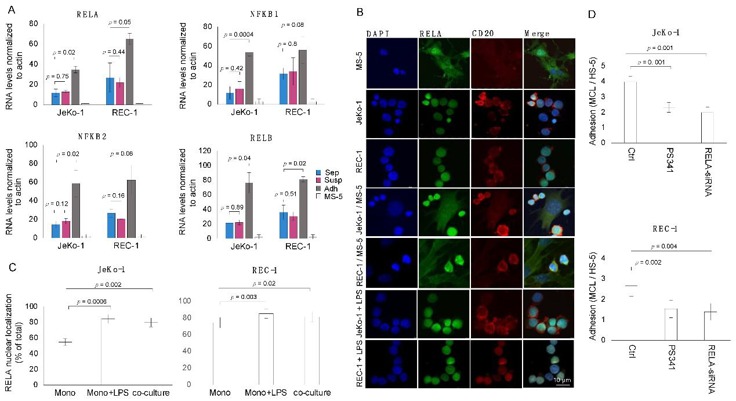 Adhesion of MCL cells to stromal cells is associated with and requires induced NF-κB activity.