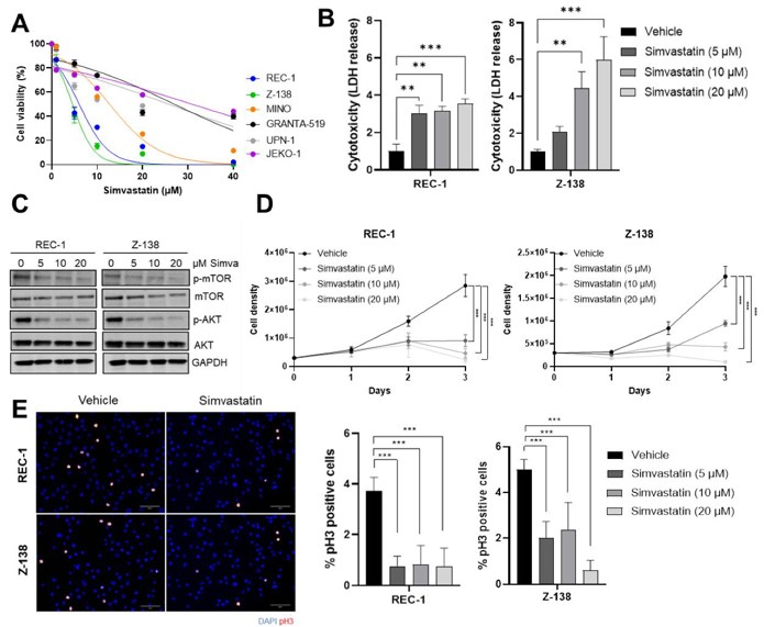 MCL cytotoxicity, proliferation impairment and cell death induced by simvastatin.