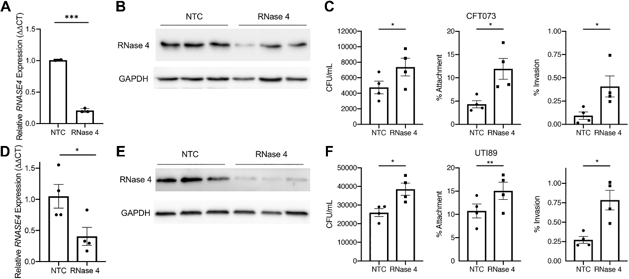 Silencing ribonuclease 4 (RNase 4) production increases uropathogenic Escherichia coli (UPEC) susceptibility in vitro.