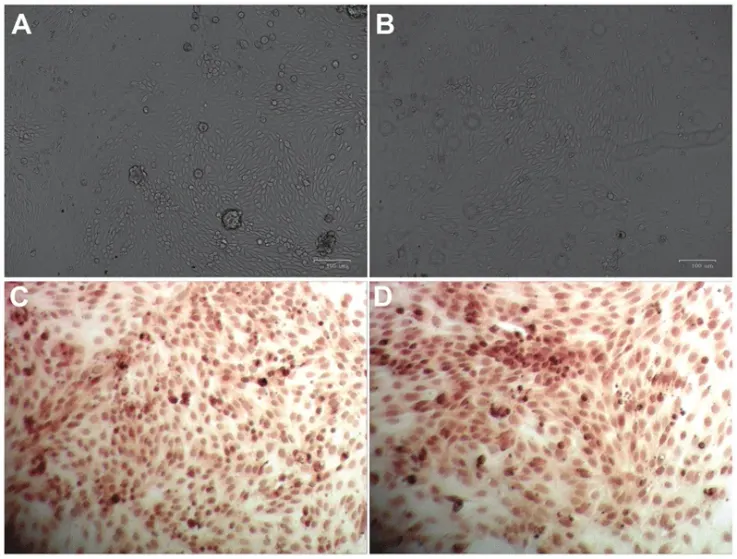 Morphology characterization of primary renal tubular epithelial cells.