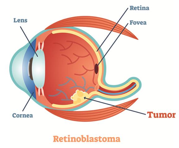 Collection of retinoblastoma cell lines including WERI-Rb-1 and the NCC-RbC series