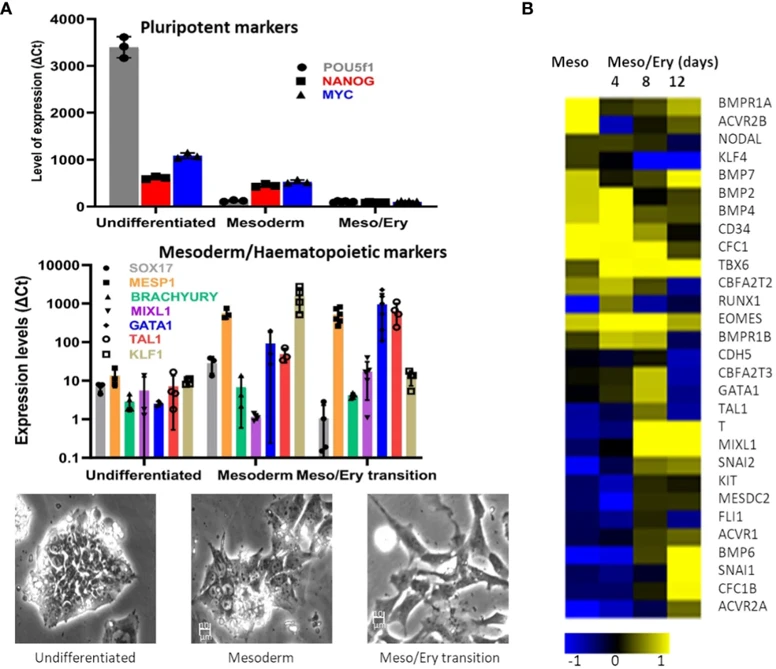Differentiation of stem cells towards mesoderm. The RH1 cell line was differentiated and (A) Expression of pluripotency (POU5f2 (Oct 4), Nanog and c-myc), mesoderm (Sox17, MESP1 and Brach) and haematopoiesis (Mixl1, GATA1, Tal1, KLF1) markers was measured by qRT-PCR.