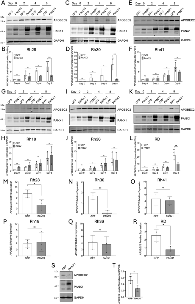 APOBEC2 protein and transcript levels were examined following induction of PANX1 expression (PANX1) over a period of eight days in culture in Rh28, Rh30, Rh41, Rh18, Rh36, and RD cell lines.