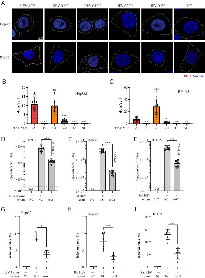 Characterization of cell entry capability of HEV-C1VLP and rat HEV.