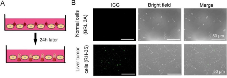 Tumor-targeting behavior of DOX-ICG@ER-D.