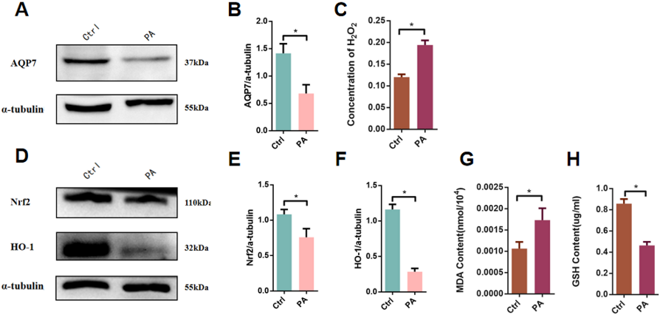 Effect of palmitic acid on AQP7 and oxidative stress-related pathway proteins expression and H2O2, MDA, GSH concentration detected by Western blotting and Elisa.