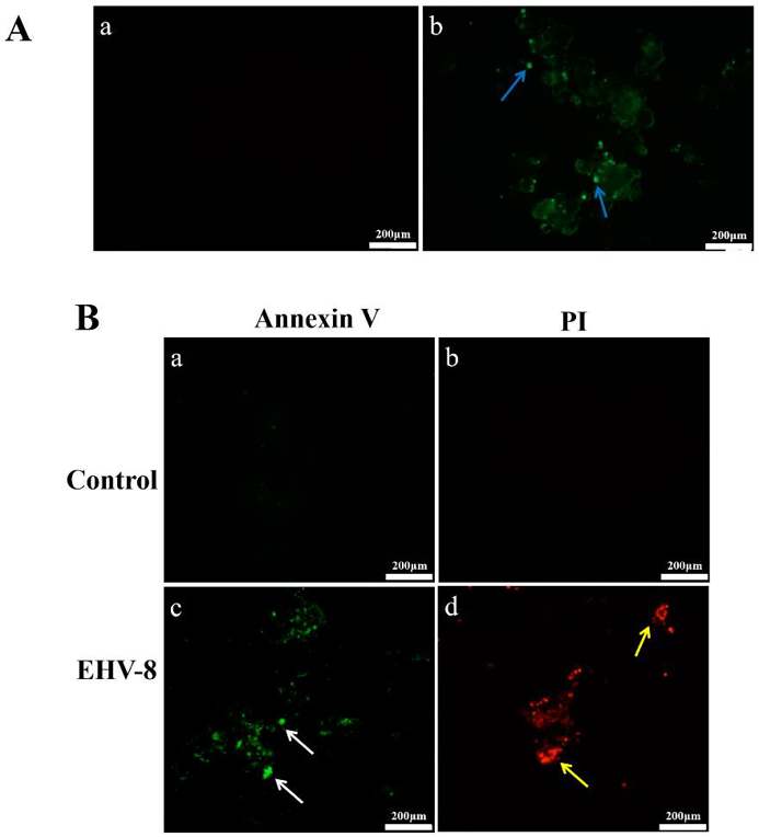 EHV-8 antibody test results and Apoptosis of EHV-8 infected cells and summary of immune responses (40×).