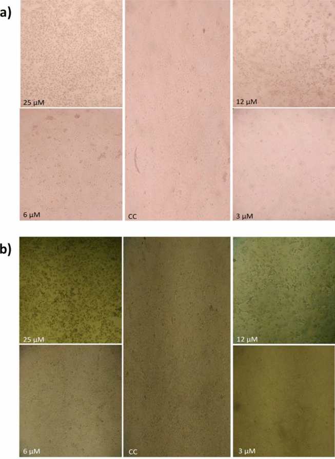 Microphotography of RK-13 (a) and VERO-CCL-81 (b) cells and incubated with different indolicidin concentrations (25 µM, 12 µM, 6 µM and 3 µM) taken at 72 h after incubation.