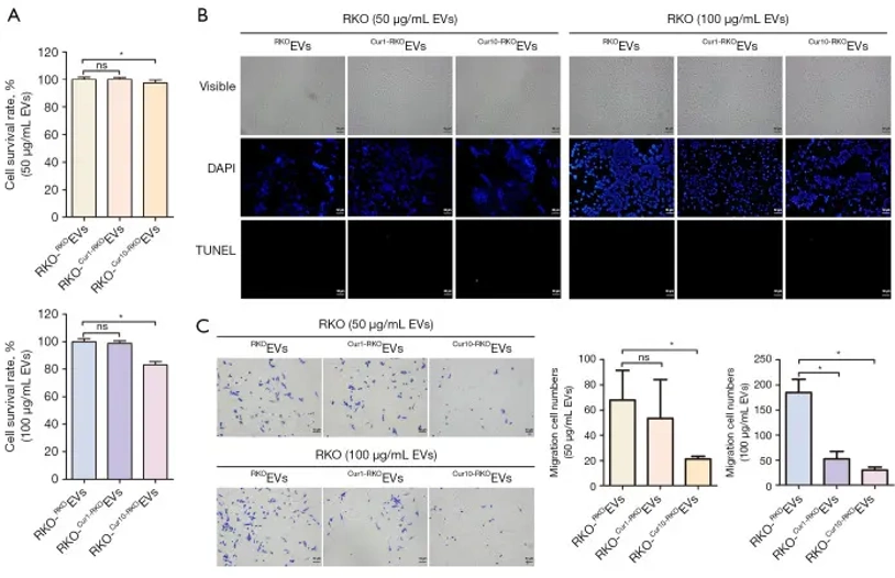 The effects of EVs isolated from the curcumin-medium on RKO cell proliferation, apoptosis, and migration.