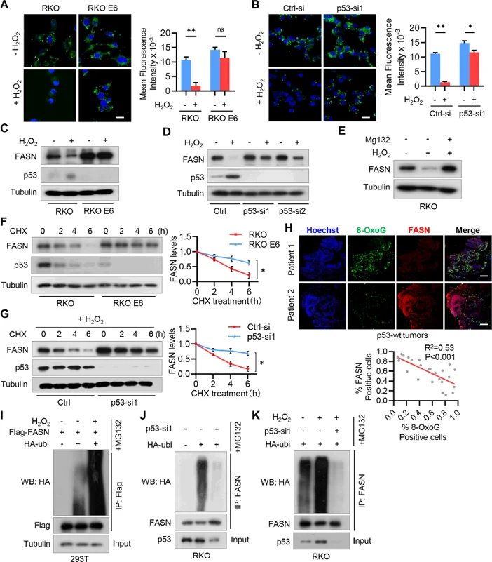 Fig. 1: H2O2 downregulates lipid synthesis by promoting FASN ubiquitination and degradation in p53+/+ CRC cells.