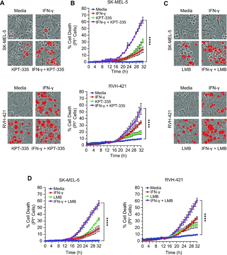 Proof-of-concept - activation of ZBP1-mediated PANoptosis induced cell death in melanoma cells.