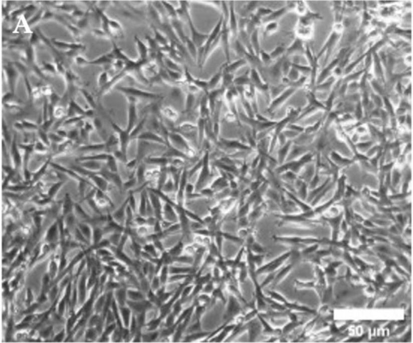 Representative image of phase contrast microscope of SAF-1 cell culture.