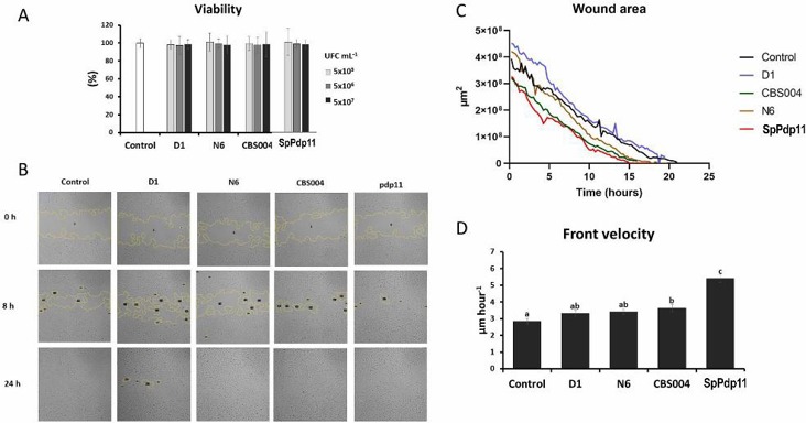 SAF-1 cells viability assay and wound healing assay.