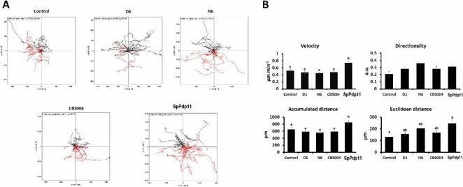 Cell tracking assay.