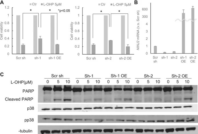 Examination of the correlation between NINJ2 gene expression and oxaliplatin resistance.
