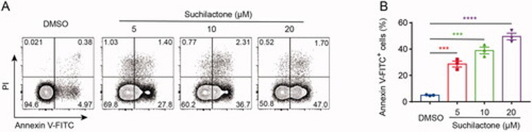 Suchilactone promoted apoptosis of SHI-1 cell in vitro .