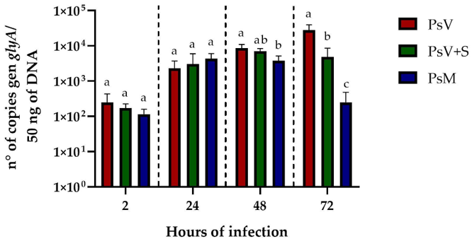Internalization and Intracellular Replication of P. salmonis in SHK-1 Cells Co-Incubated with Silybin.