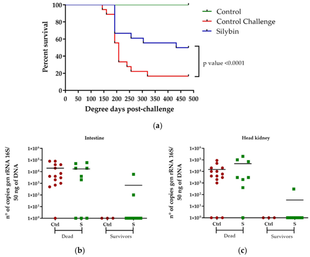 Evaluation of the Protective Effect of Silybin Administration in S. salar Against P. salmonis Infection.