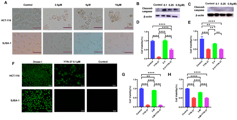 YYN-37 induces apoptosis in HCT-116 cells, but not in SJSA-1 cells.