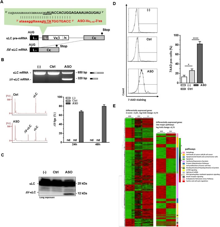 Exon skipping and production of harmful V-domain-less Igκ light chains using ASO targeting V exon 3'ss.