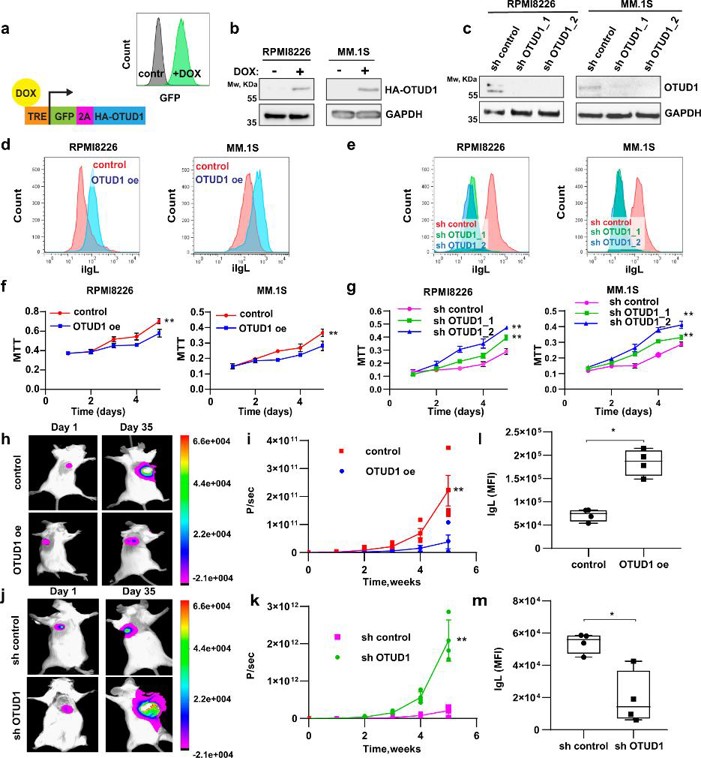 OTUD1 enhances myeloma sensitivity to PIs.