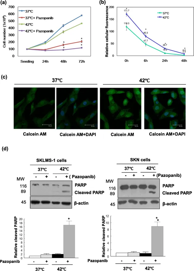 The combination of pazopanib and hyperthermia synergistically induces apoptosis of uterine leiomyosarcoma cells.