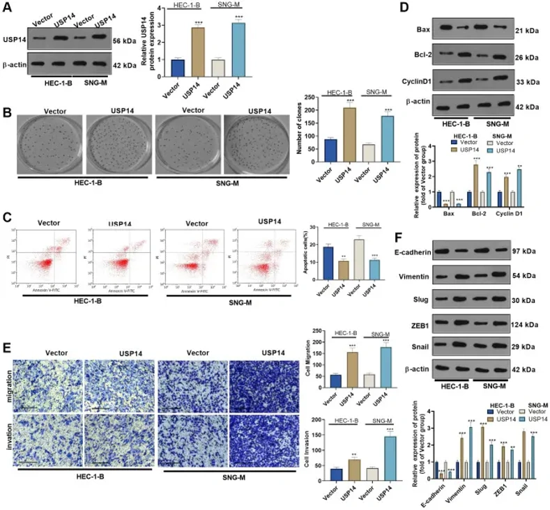 USP14 Overexpression Reduced Apoptosis and Increased Cell Migration, Invasion, and EMT in EC Cells.