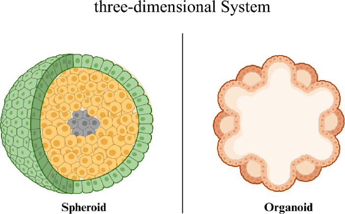 Spheroid and Organoid.