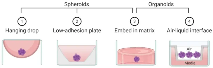 Schematic representation of techniques commonly used to create spheroids and/or organoids.
