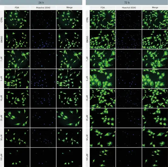 Cell viability and morphology following DMF treatment.
