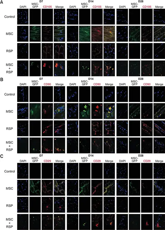 Fluorescent immunohistochemical staining for stem cell markers (A) CD105, (B) CD90, and (C) CD29 from ischemic hindlimbs injected with rat MSC (tagged with green fluorescent protein), RSP, and a combination of MSC and RSP (10× magnification).