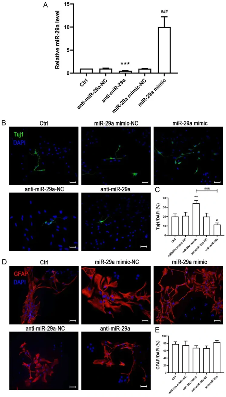 Overexpression of miR-29a increases the number of Tuj1-positive cells. Single neural stem/progenitor cells were transfected with miR-29a mimic-NC, miR-29a mimic, anti-miR-29a or anti-miR-29a-NC and cultured in the differentiation medium for 3 days.