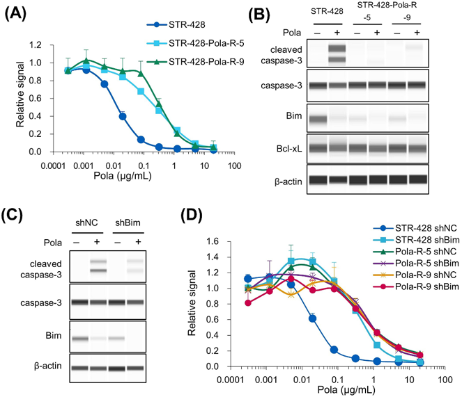 Pola-resistant STR-428 cells were resistant due to reduced expression of Bim.