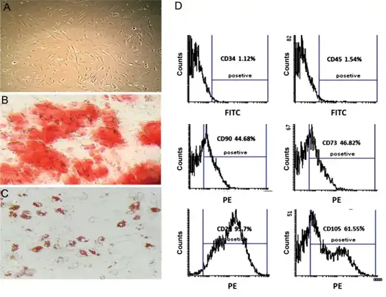 Characterization of adipose-derived mesenchymal stem cells (AD-MSCs).