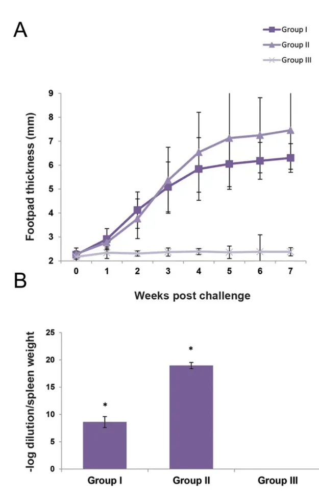 Evaluation of parasite proliferation and dissemination.