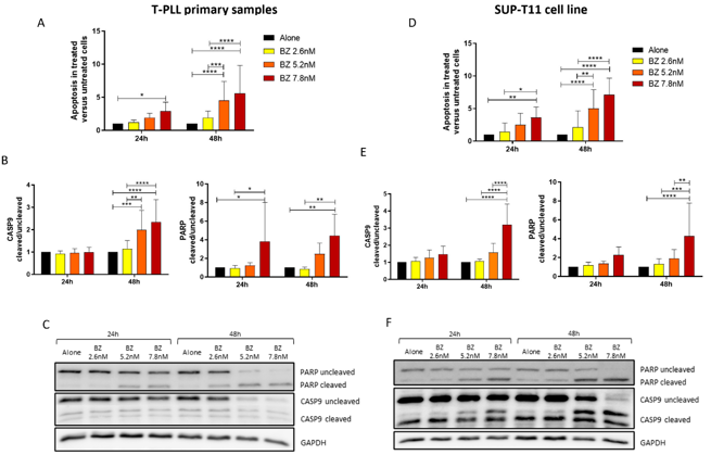 Evaluation of Apoptosis After Treatment with Bortezomib.